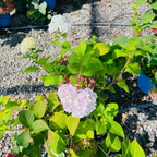 Blushing Bride ES® Hydrangea