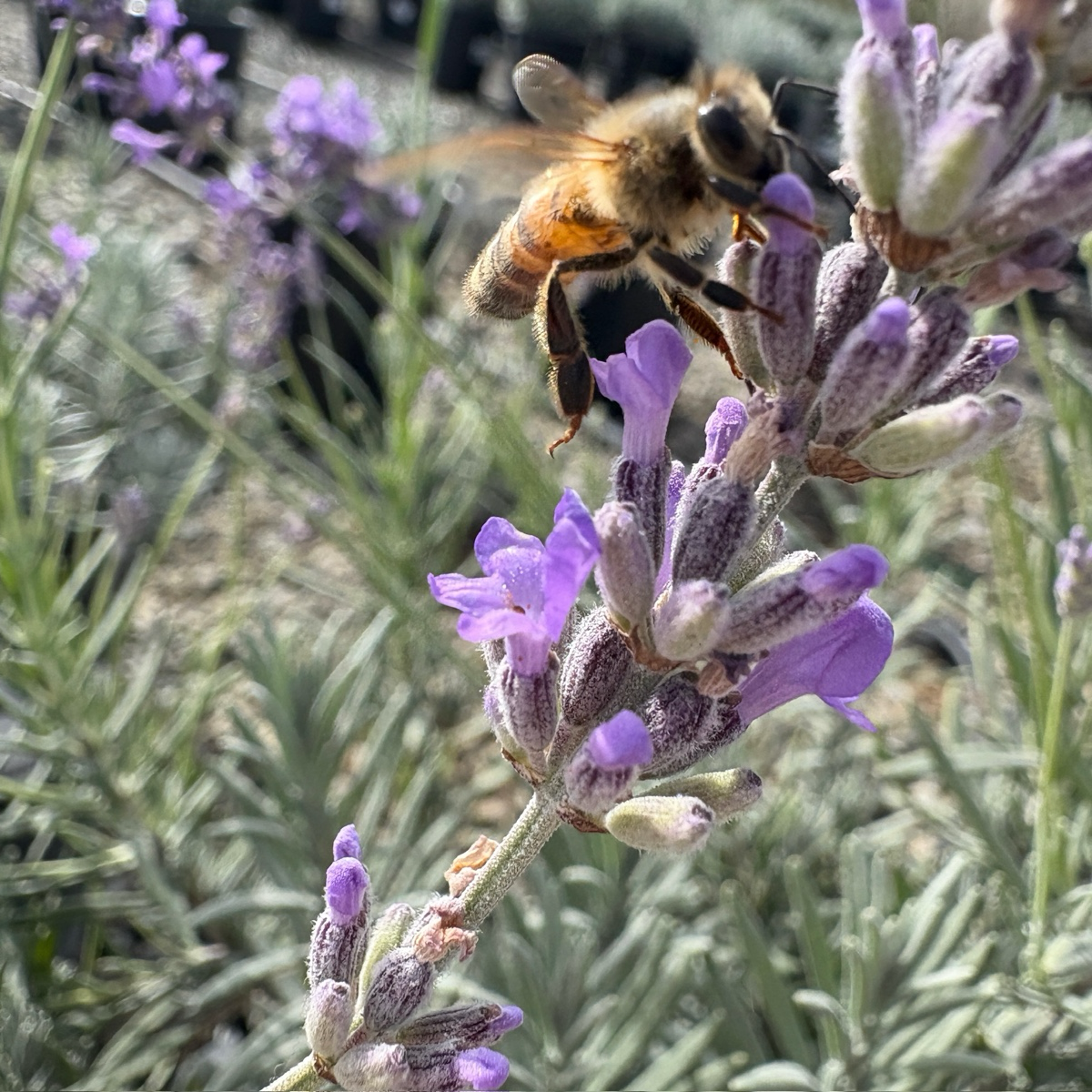 Munstead English Lavender