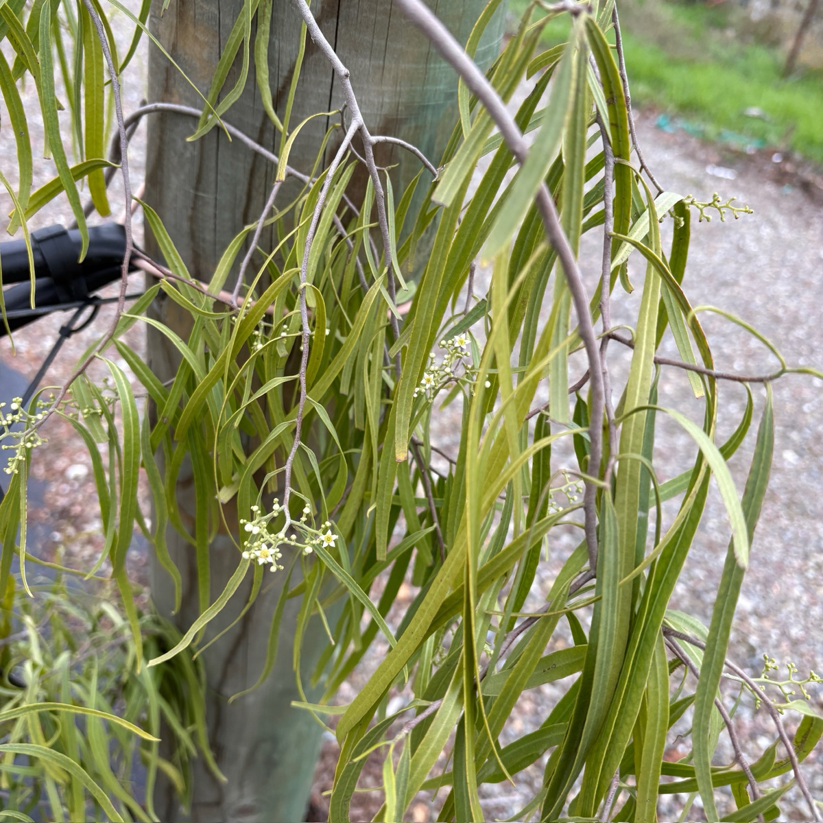 Australian Willow