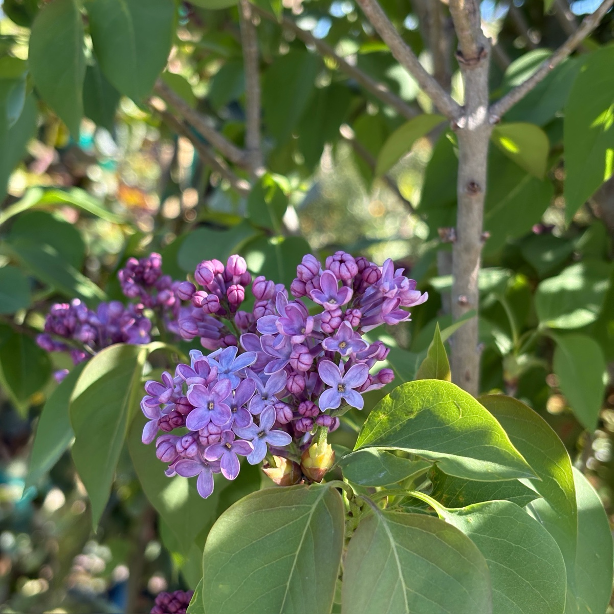 Common Lilac