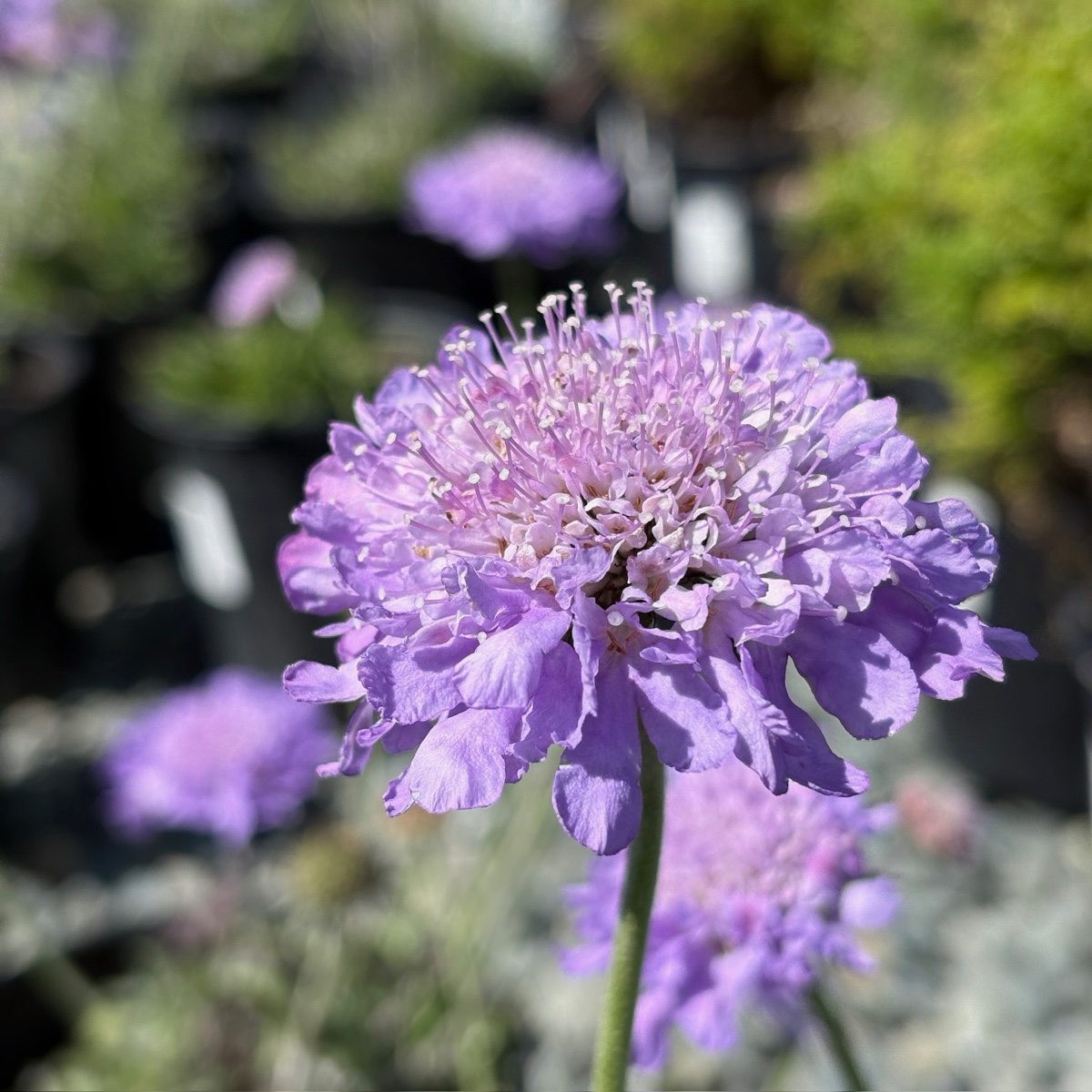 Butterfly Blue Pincushion Flower