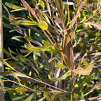Purple Leaved Hopseed Bush