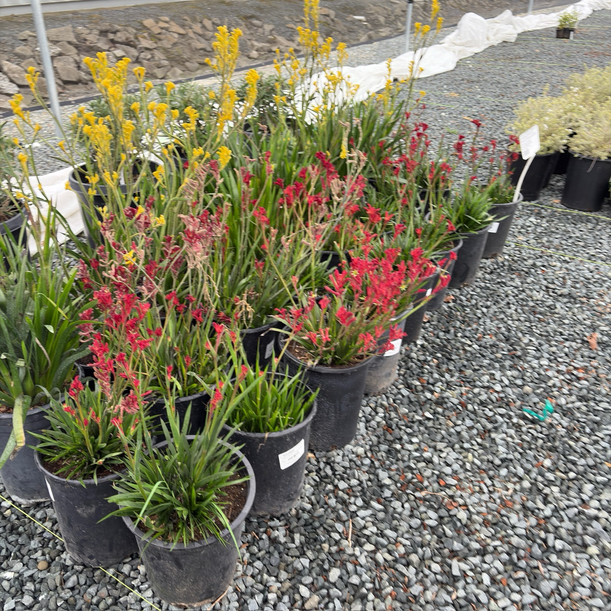 袋鼠爪-丛林游侠