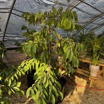 Sugar Apple Tree - Custard Apple