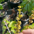 毛里求斯荔枝