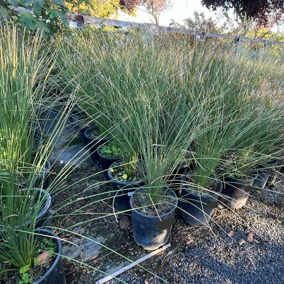 Mexican Grass Tree