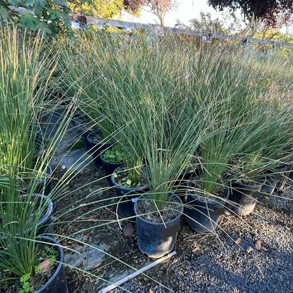 Yucca longifolia - Mexican grass 