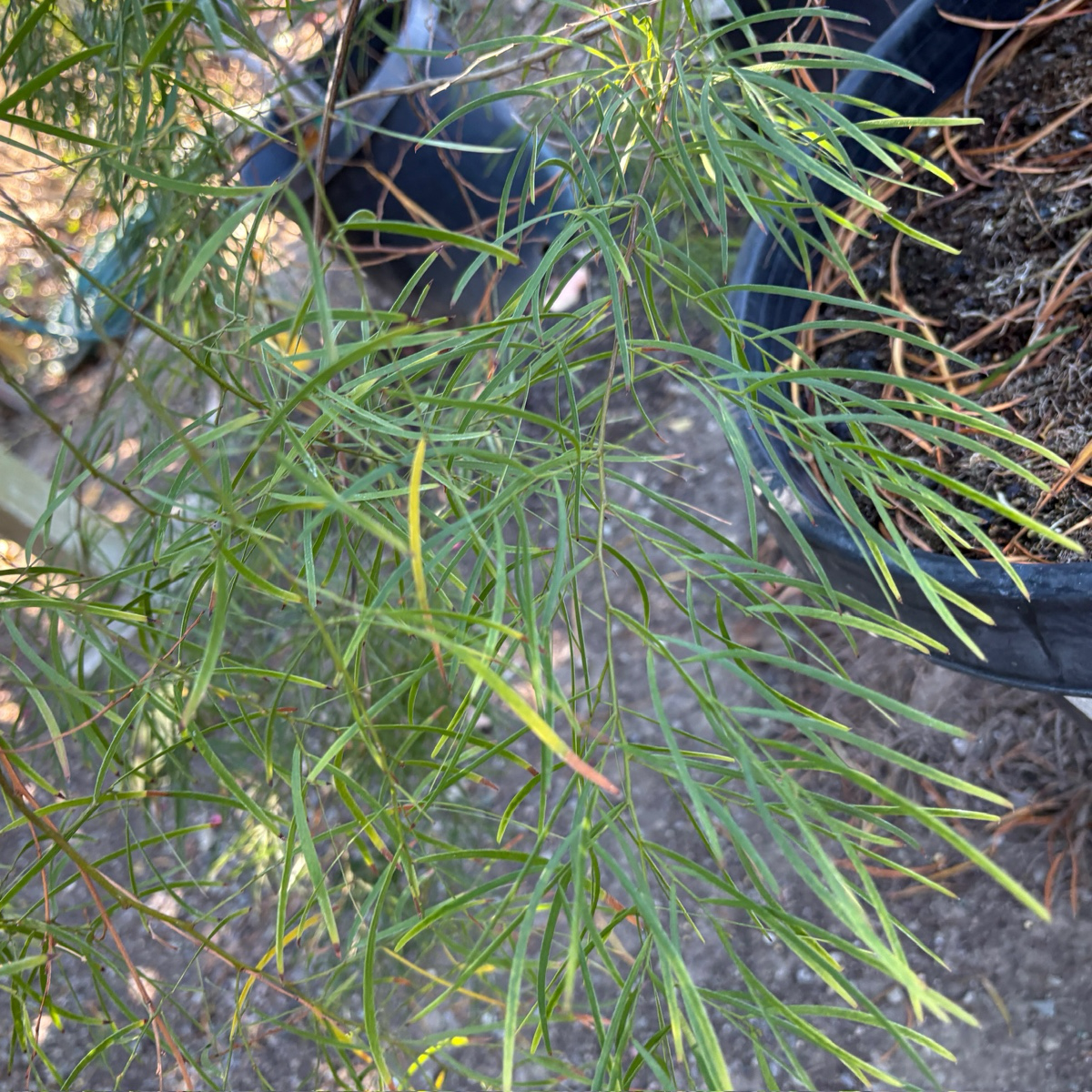 Acacia-Narrow-leaved Acacia