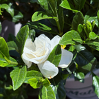 八月女神栀子花