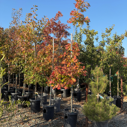 Red Oak、Northern Red Oak