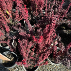 橙火箭小檗