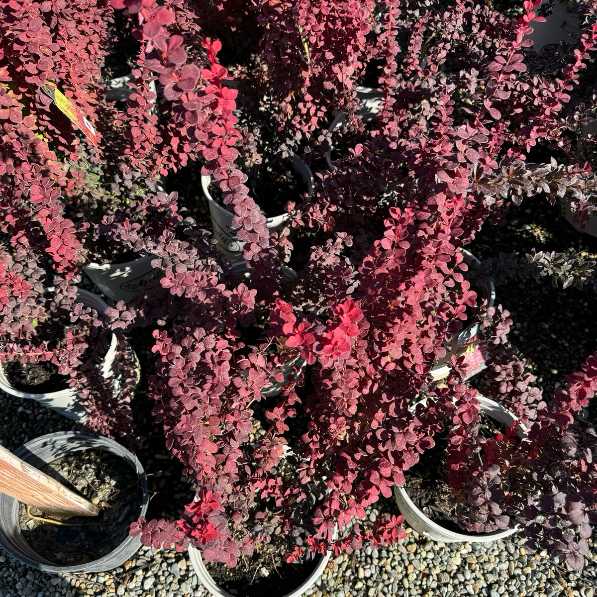 Orange Rocket Barberry
