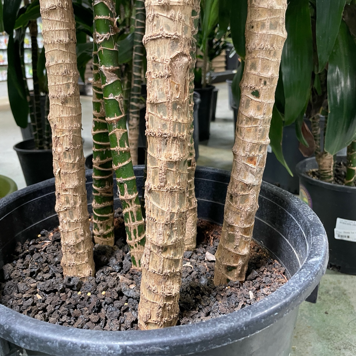 丽萨龙血树