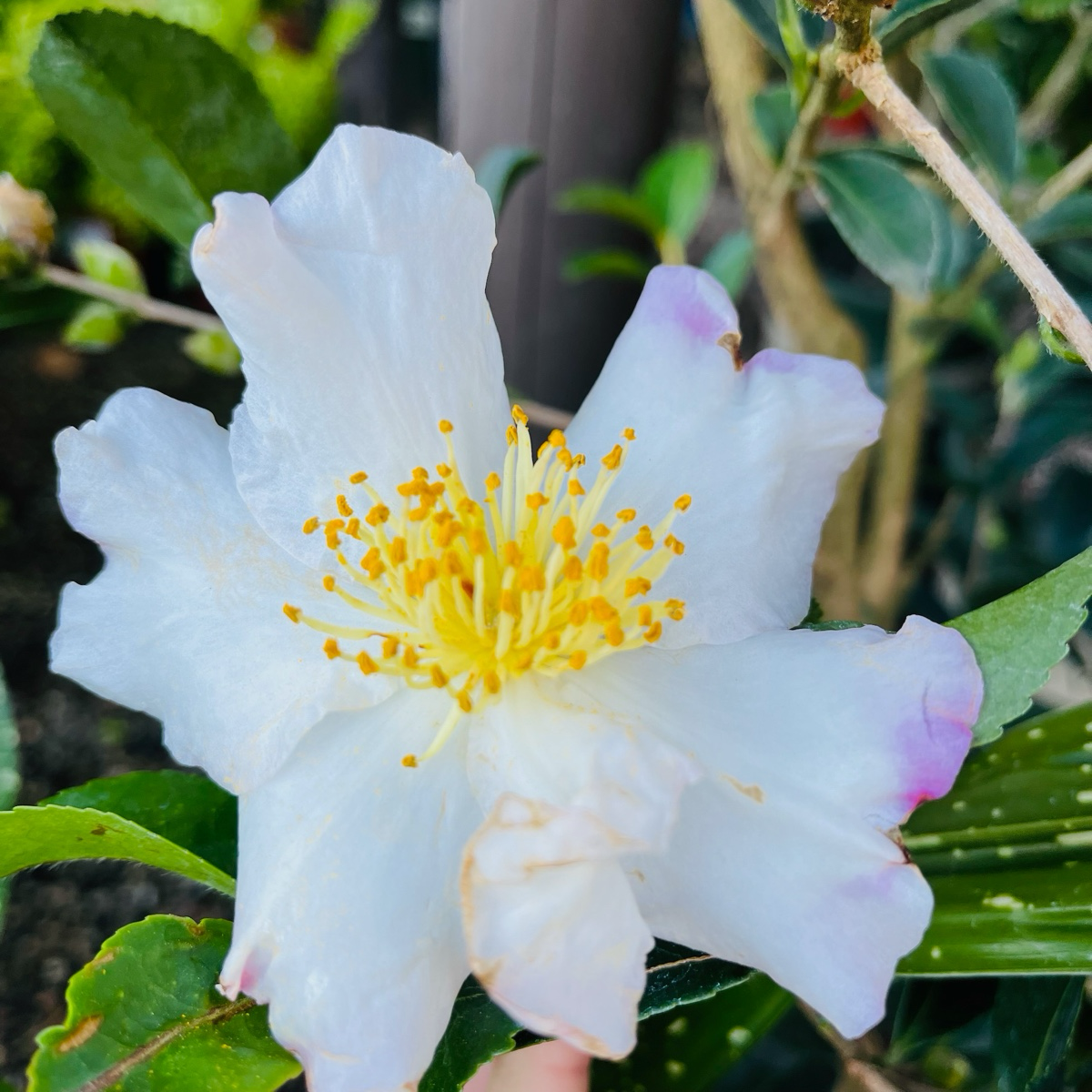 Camellia sasanqua - Snow and Moon Camellia