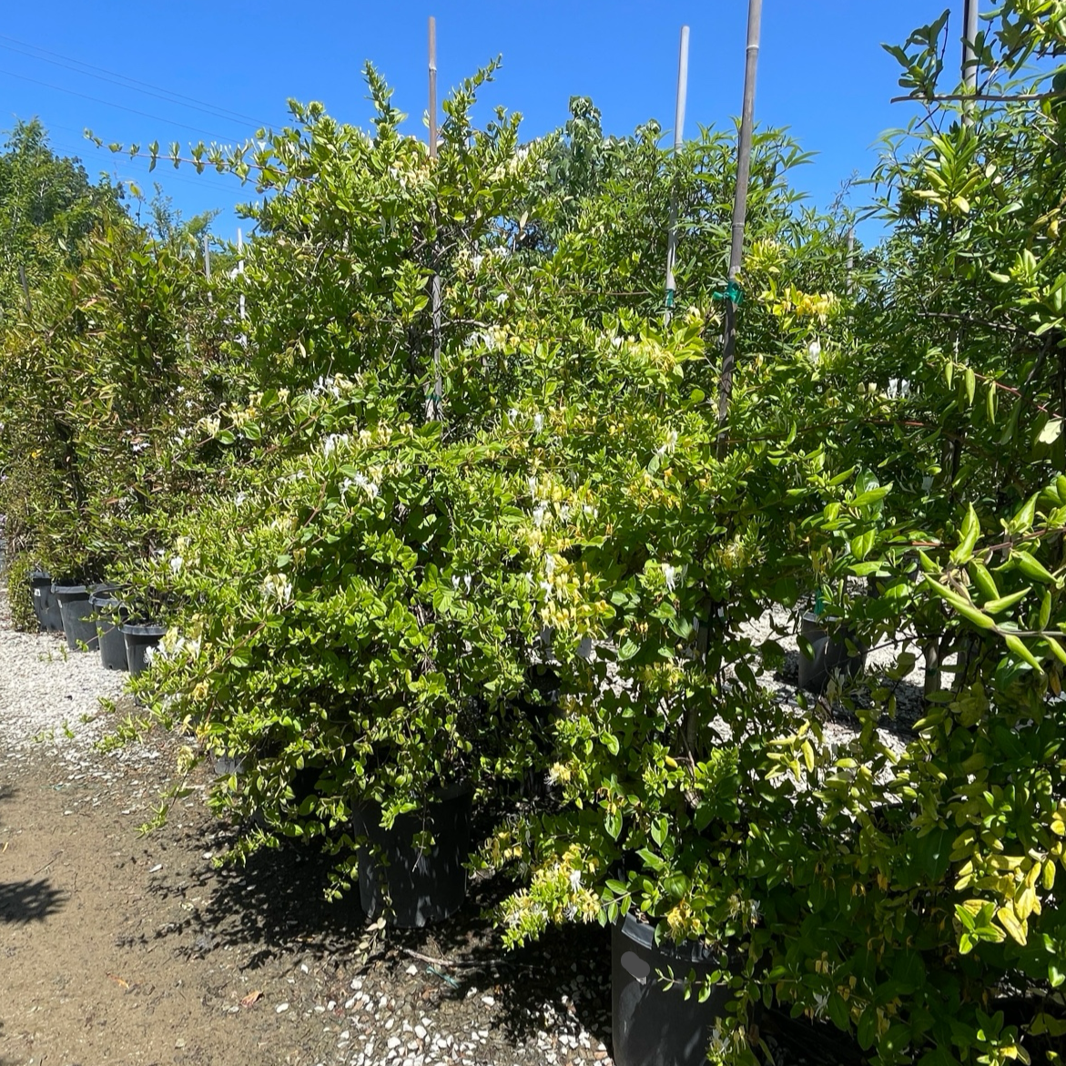 Halliana Japonica
