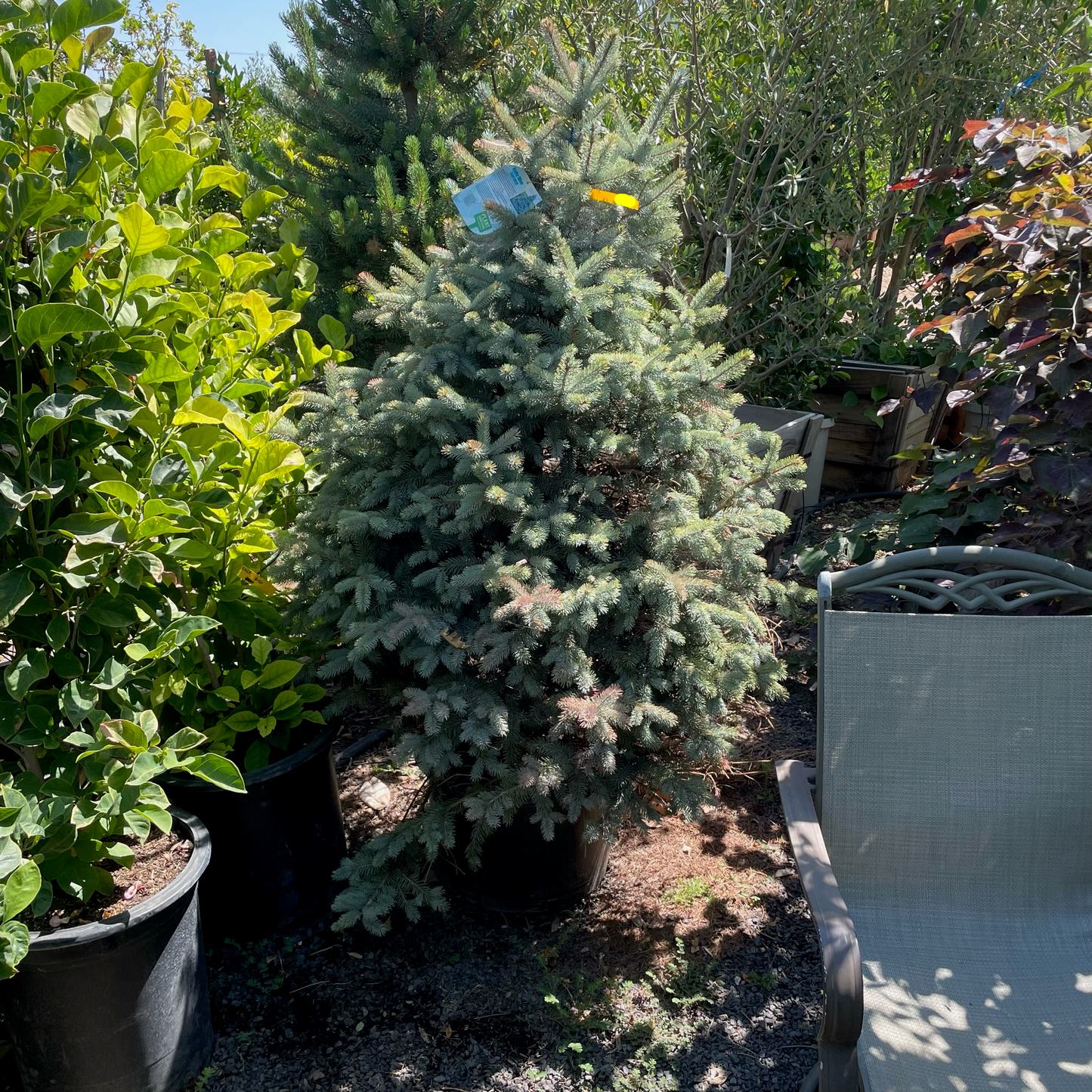 Sitka Spruce Tree – Baby Blue Pine