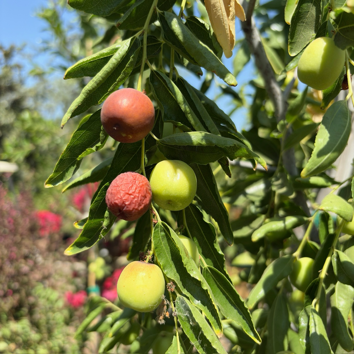 Honey Jar Jujube