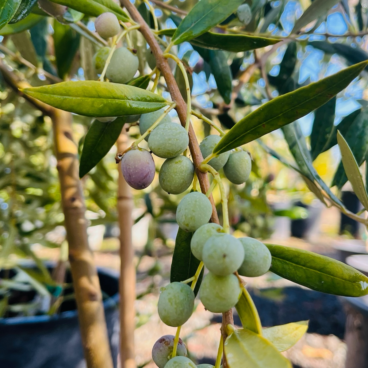 Manzanillo Olive
