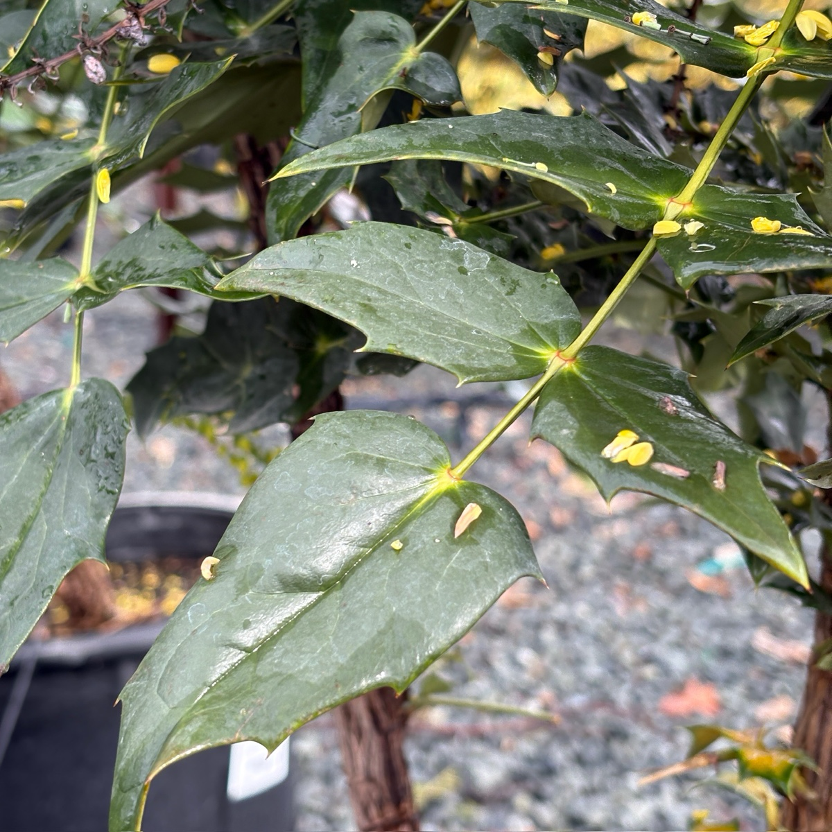 Winter Sun Hybrid Mahonia