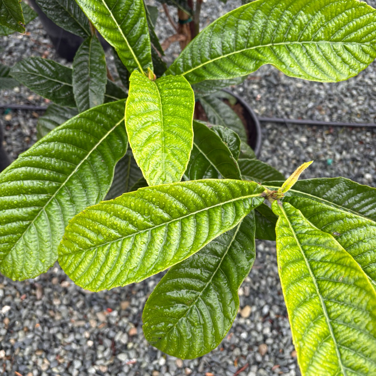 Fruiting loquat