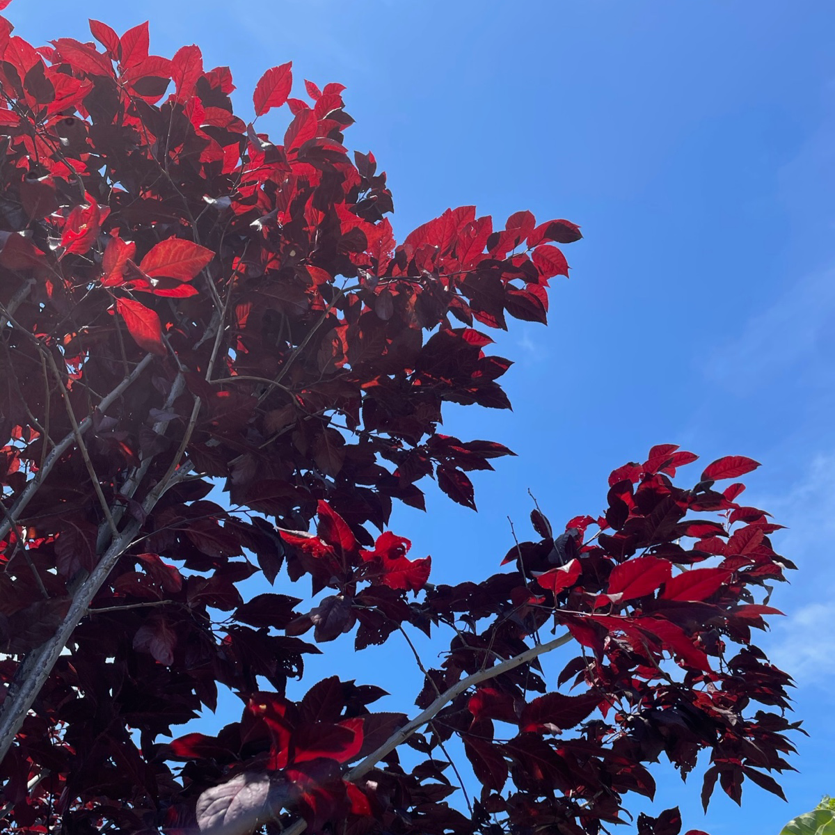 Purple Leaf Plum-Purple Black Leaf