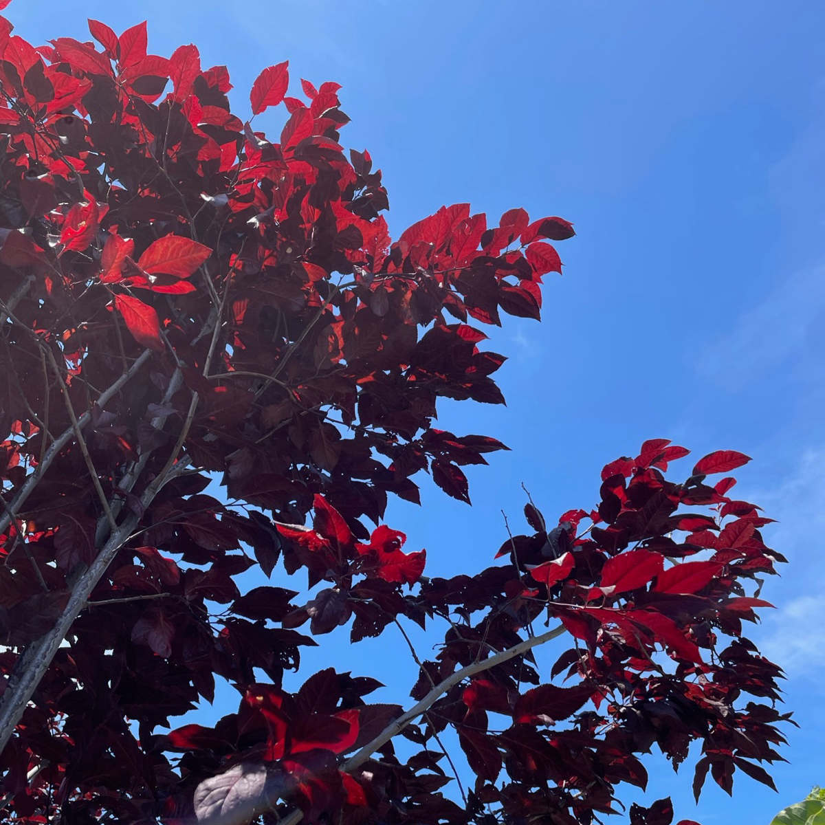 Krauter Vesuvius Flowering Plum