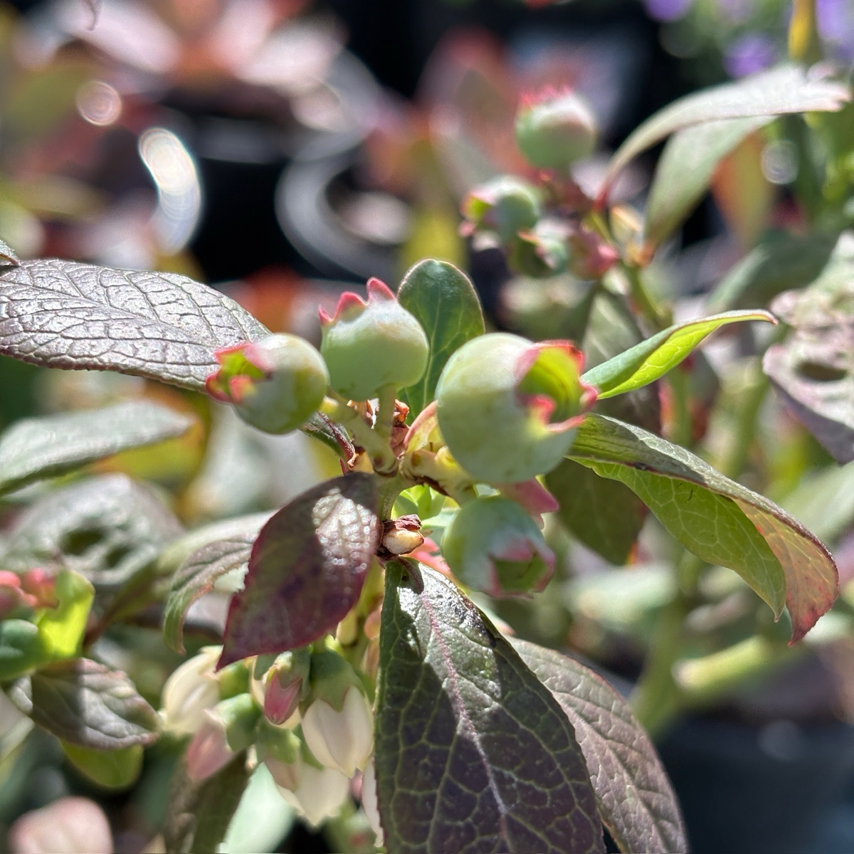 Misty  Shouthern Highbush Blueberry