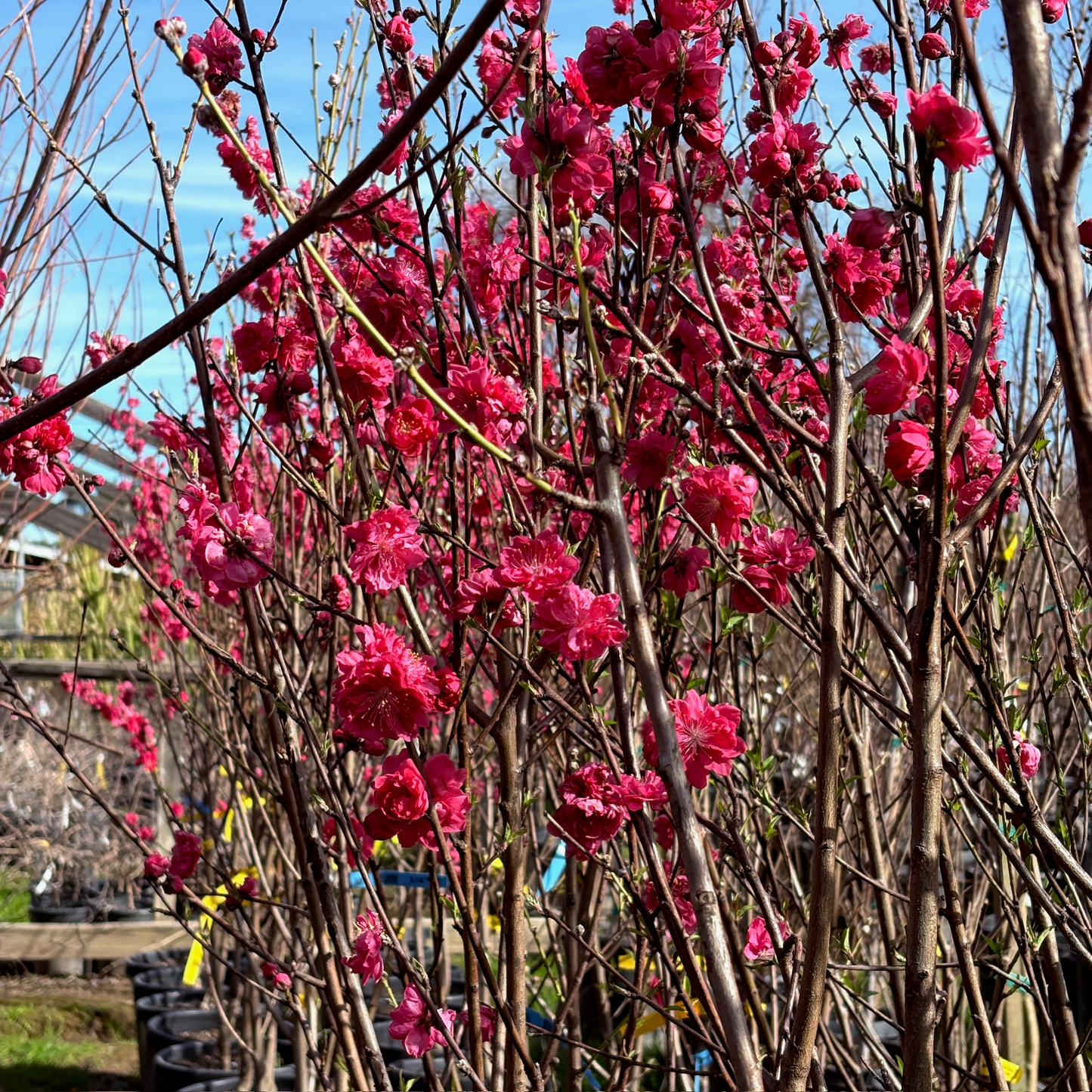 Peach Blossom Tree-Tricolor Peach Blossom Tree