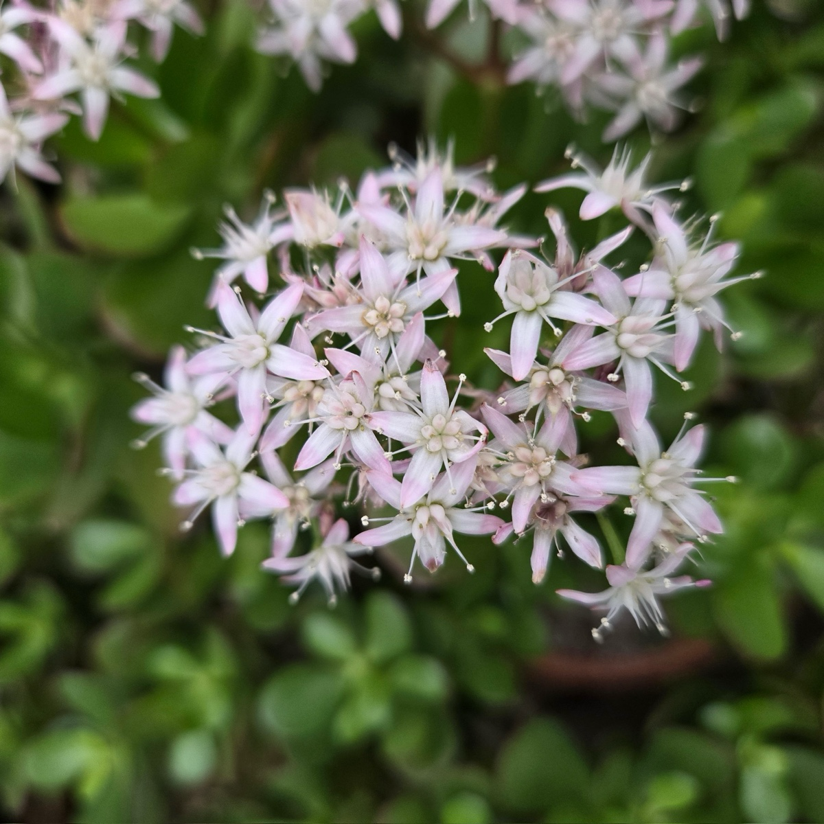 Jade Plant