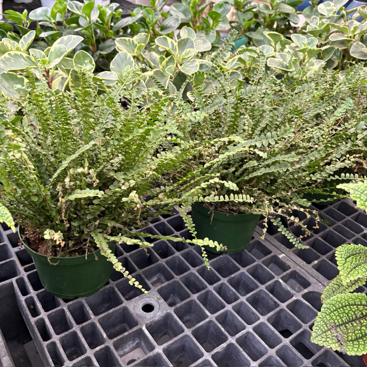 Lemon Button Fern