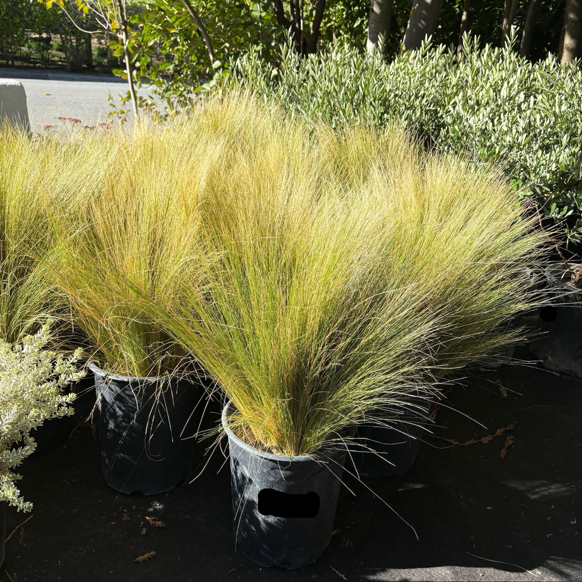 Mexican Feather Grass