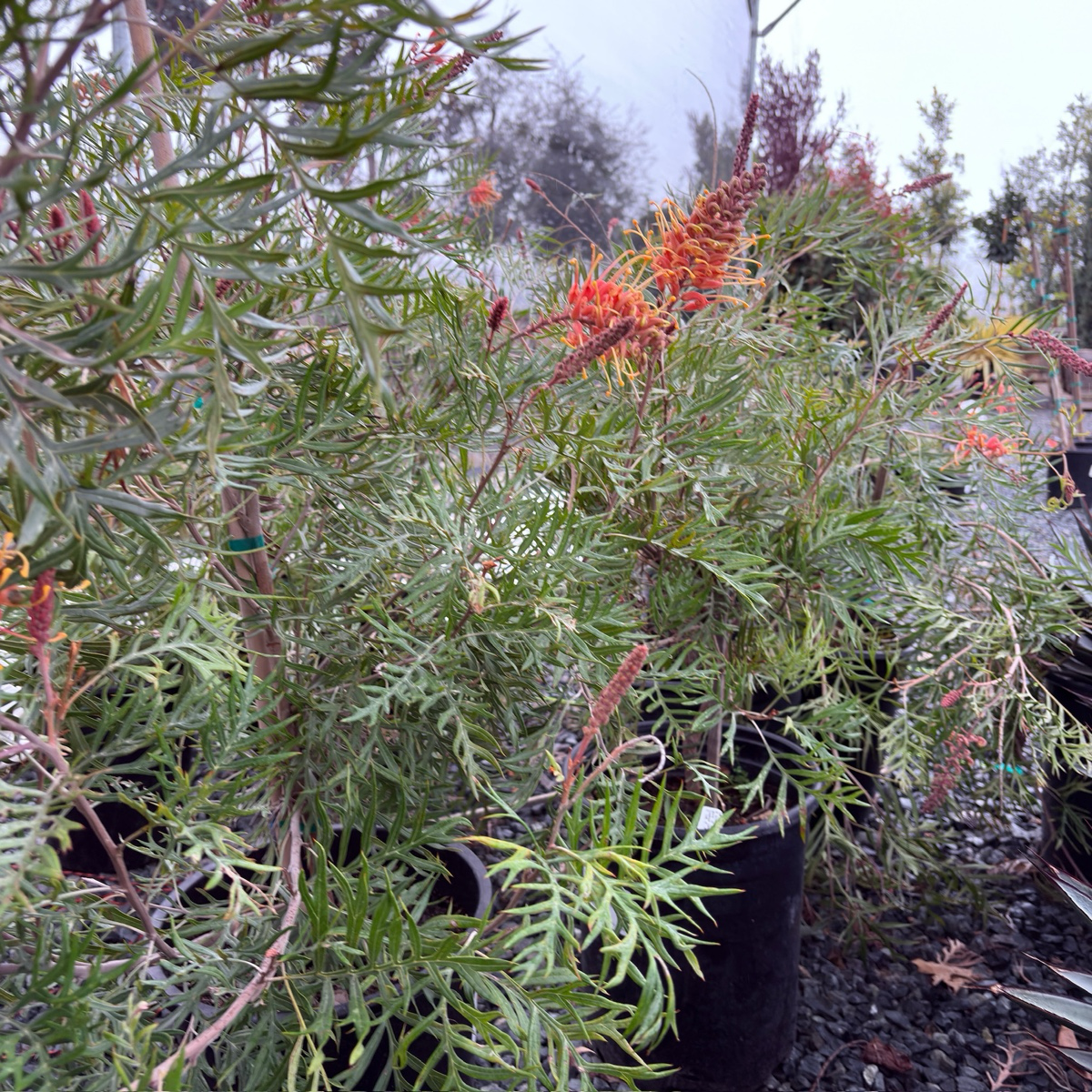 Superb Grevillea
