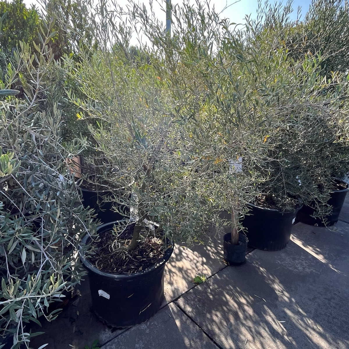 Fruitless Olive
