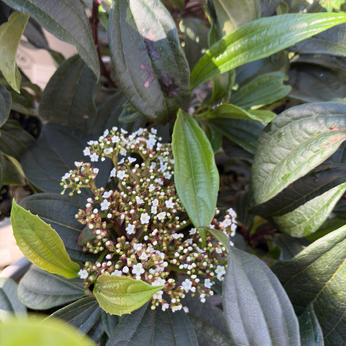 Davidii Viburnum 