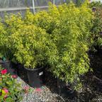 墨西哥橘花-金手指