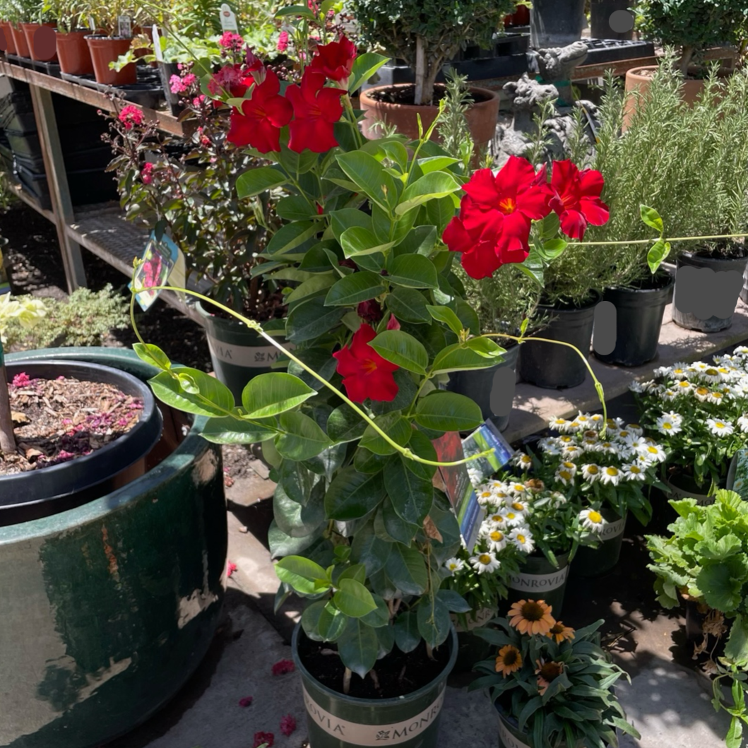 Velvet Red Mandevilla  【Tropical Breeze ™ 】