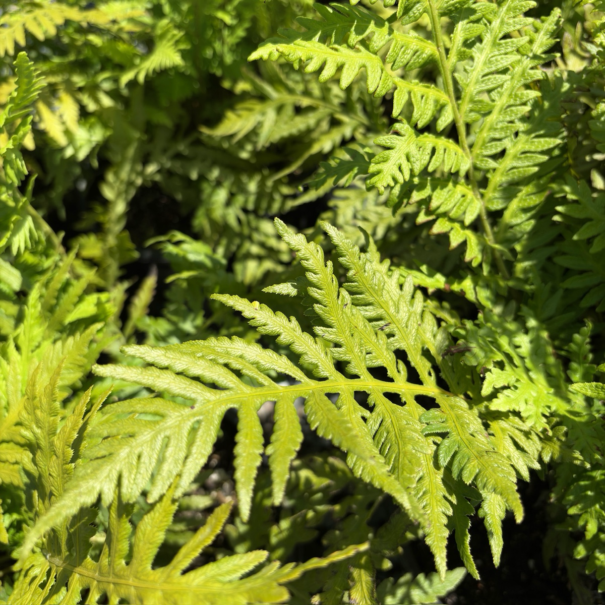 Giant Chain Fern