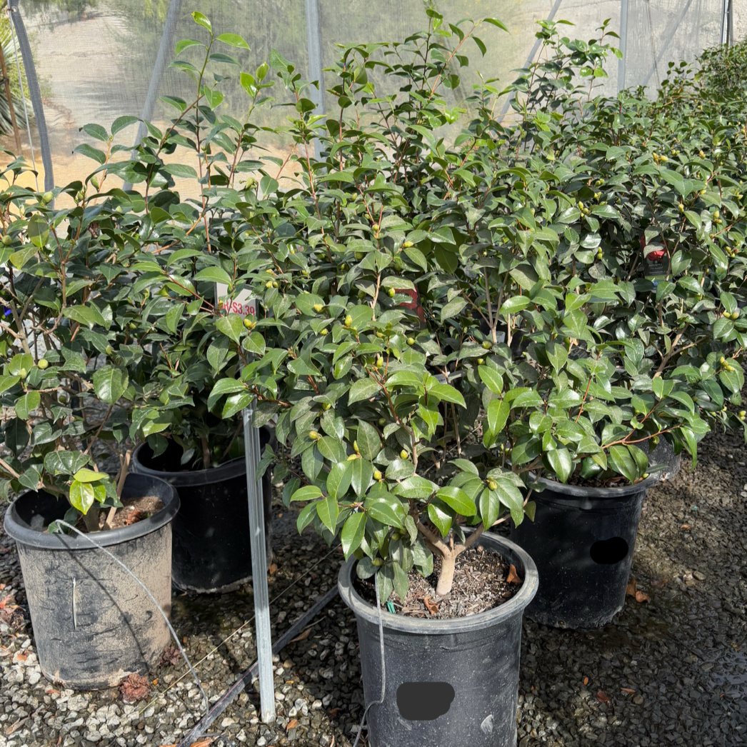 汤姆努森山茶花