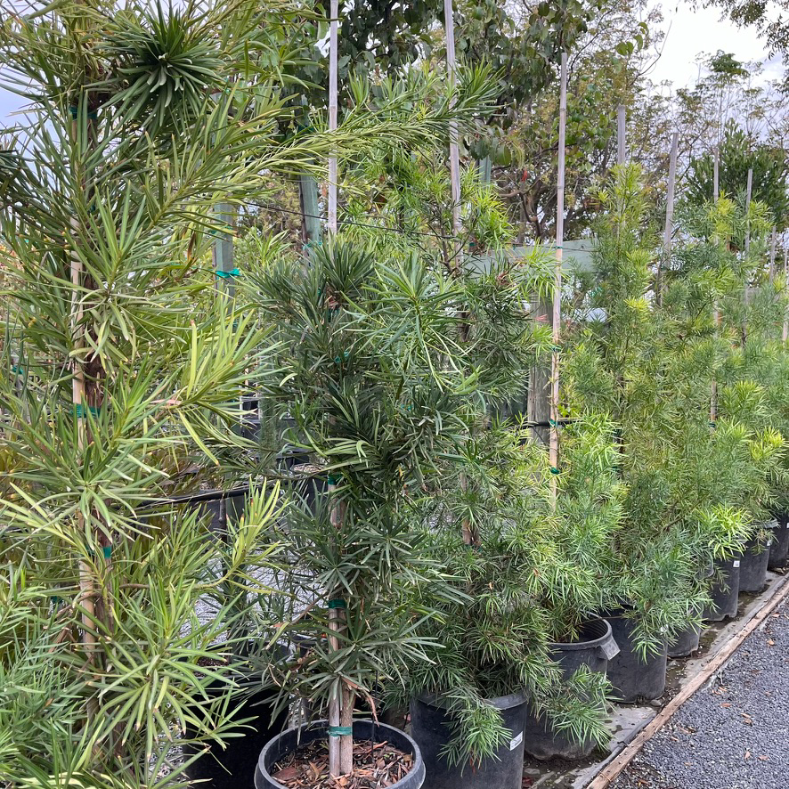 Yew Pine