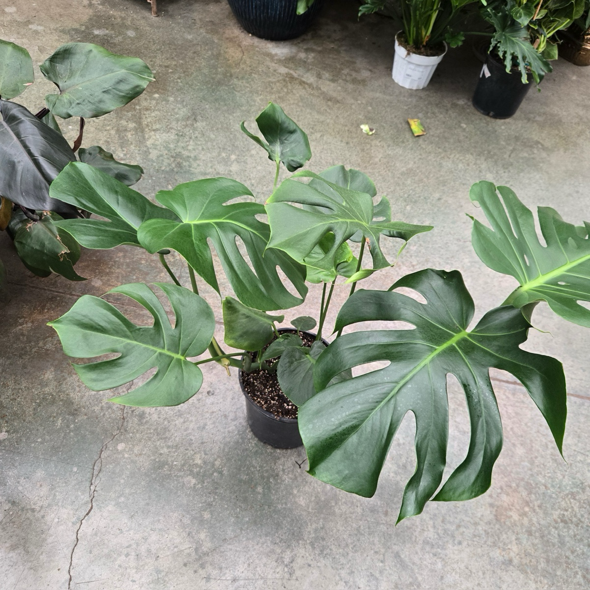 Split leat Philodendron