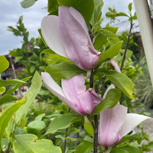 Jane Magnolia