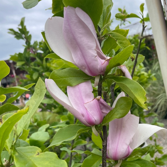 Magnolia Tree - Magnolia Jane