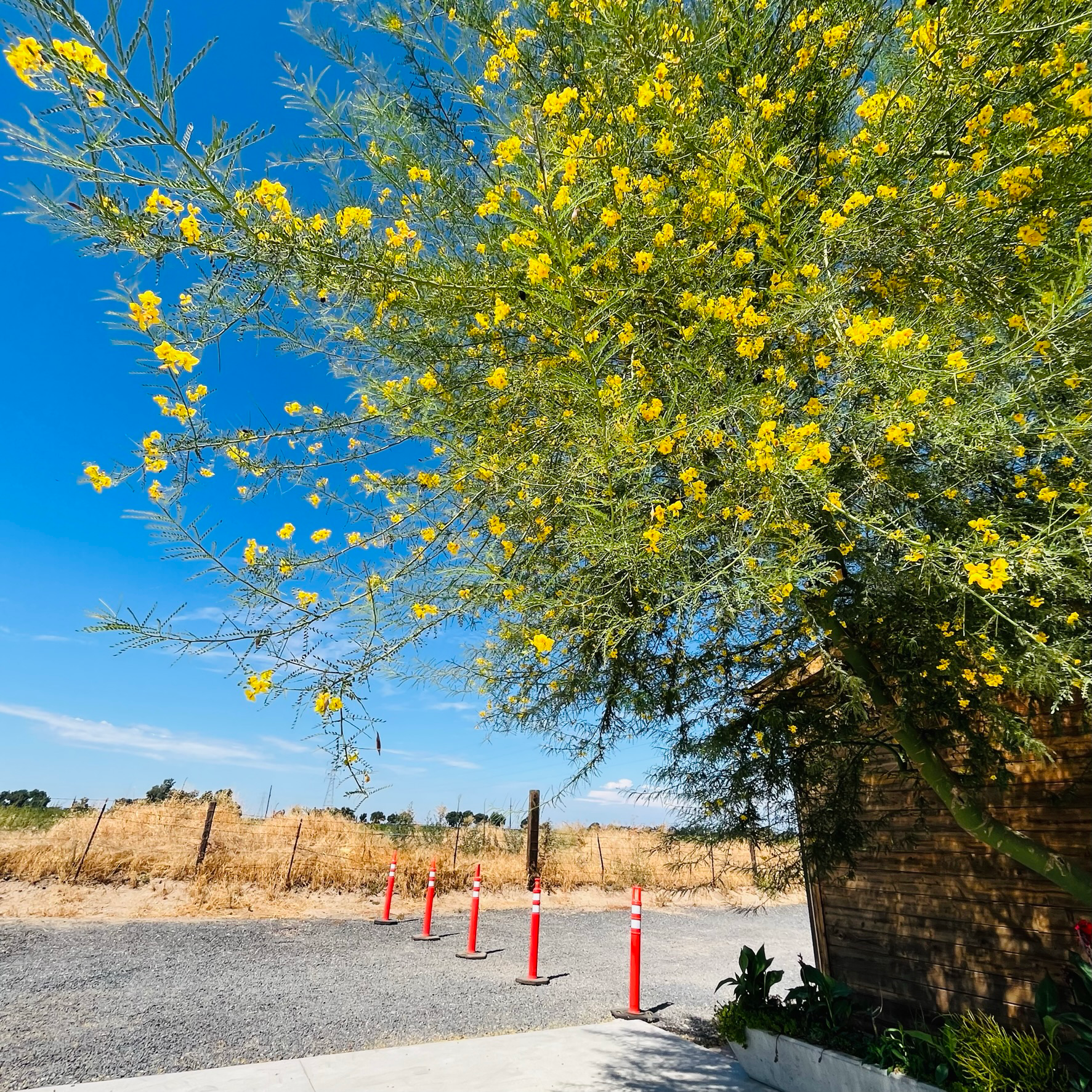 Palo Verde ‘Desert Museum’
