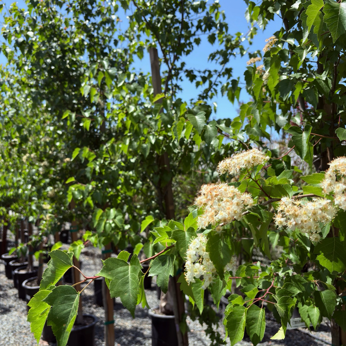 Washington Hawthorn