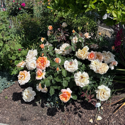 Tea Rose-Double Happiness