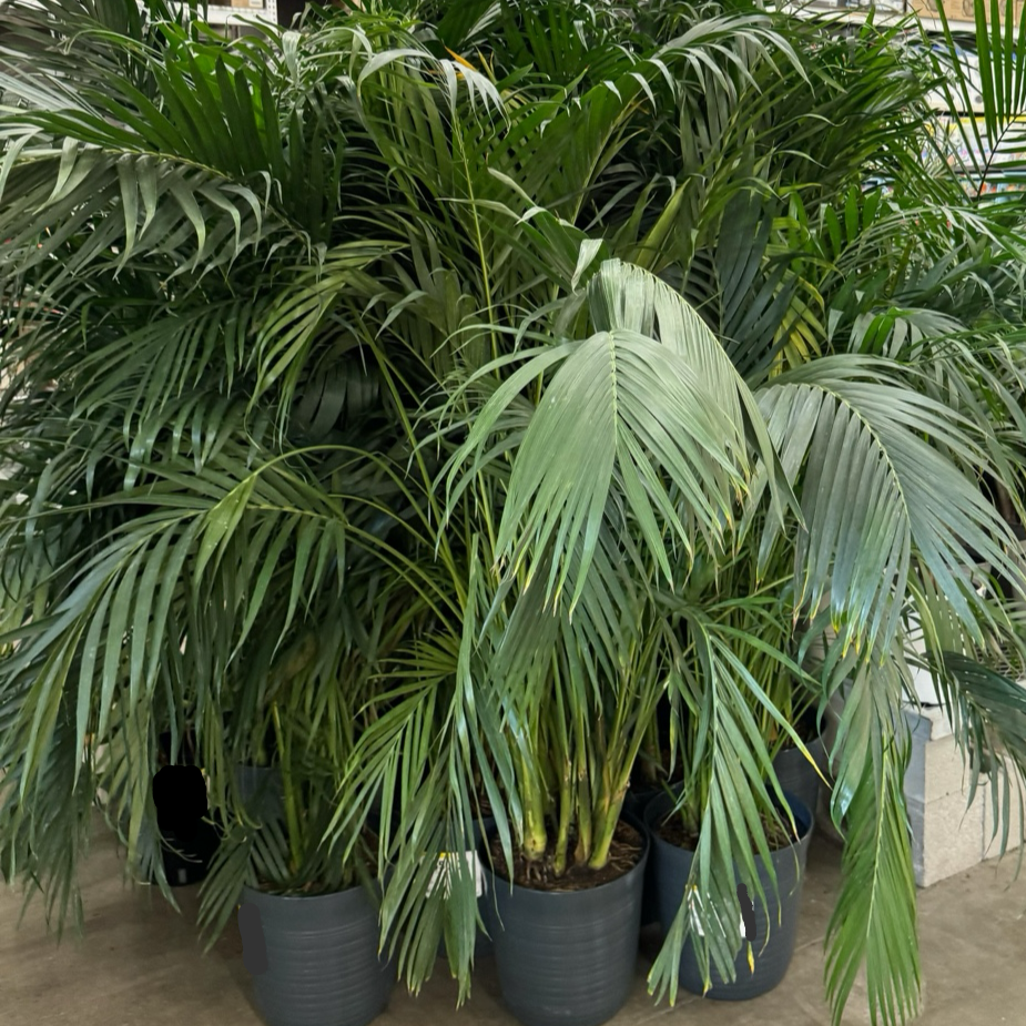 Cat Palm