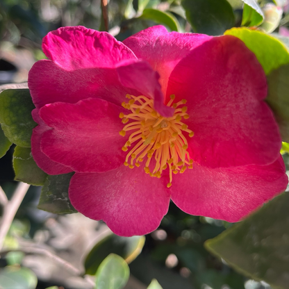 Camellia sasanqua-Chun 