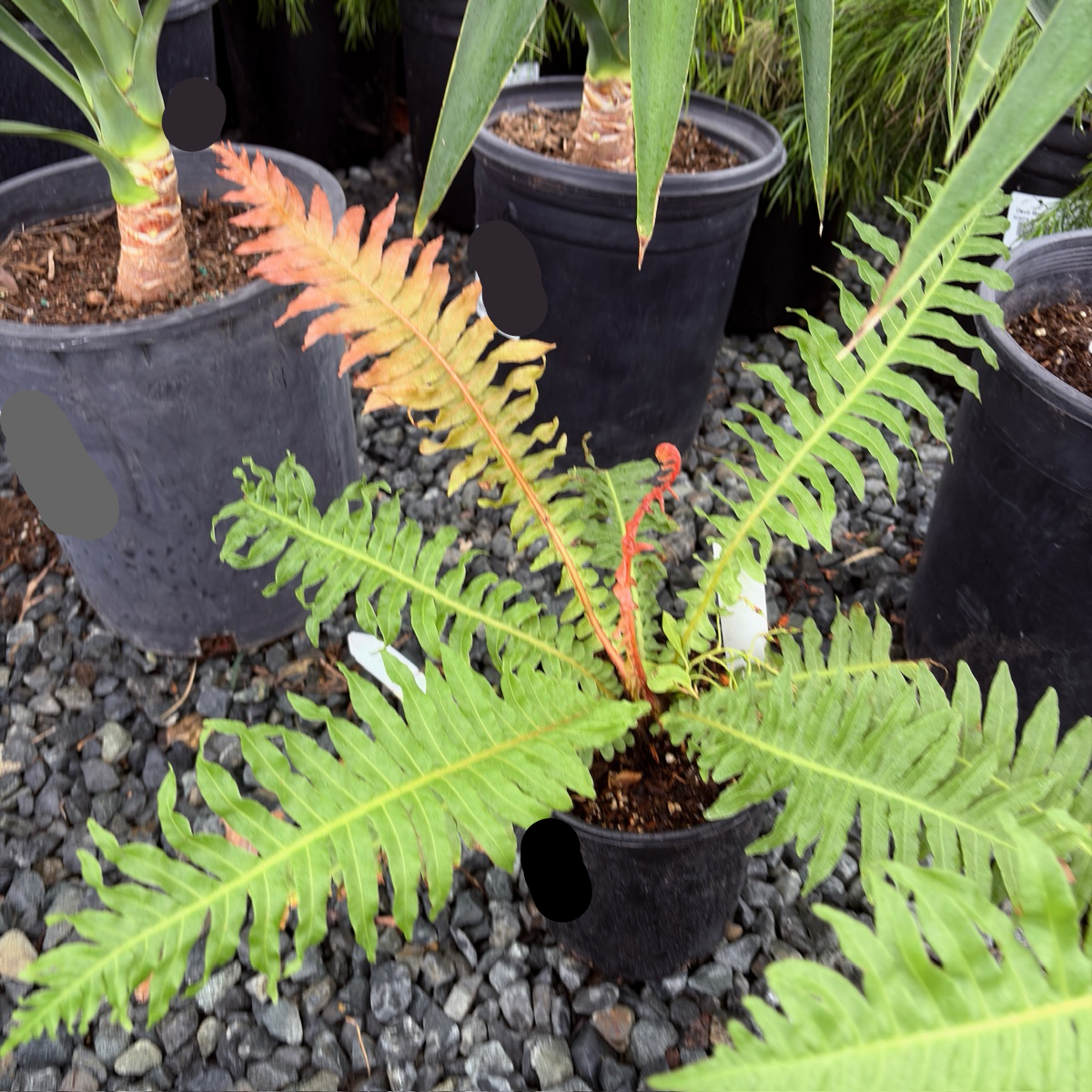 Red Dwarf Tree Fern