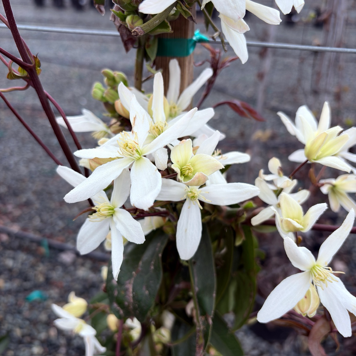 Evergreen Clematis