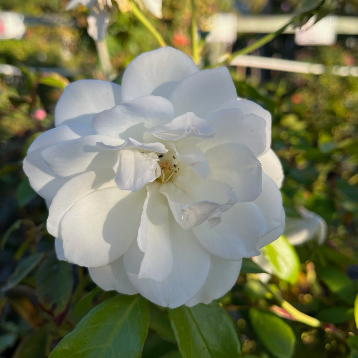 Floribunda Rose-Iceberg